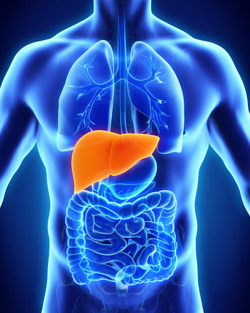 Illustration of the human liver (highlighted in orange) within the digestive system, showing its central role in repair and regeneration. ( Image: AI Generated)