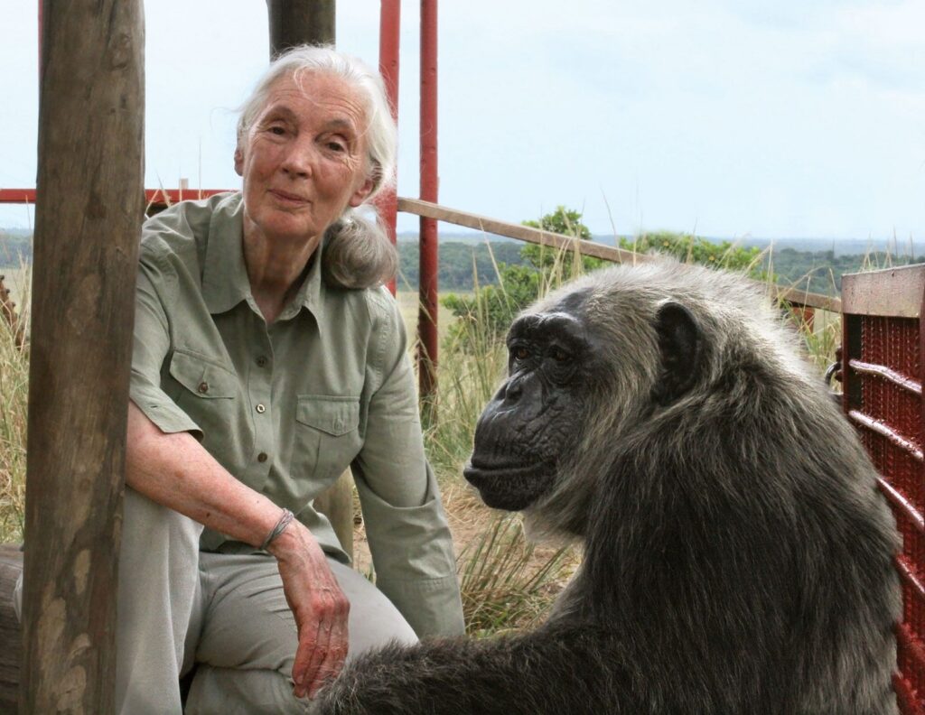 British ethologist Jane Goodall with a chimpanzee at the Tchimpounga Chimpanzee Rehabilitation Centre, Congo (Brazzaville). (PC: Britannica)